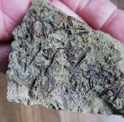 Tentaculites and Brachiopods from the Ordovician