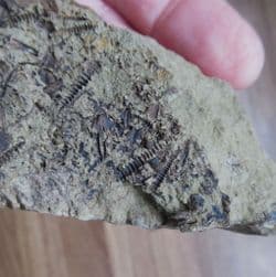 Tentaculites and Brachiopods from the Ordovician