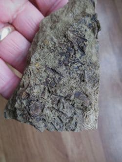 Tentaculites and Brachiopods from the Ordovician