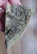 Tentaculites and Brachiopods from the Ordovician