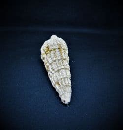 Terebralia bidentata from France