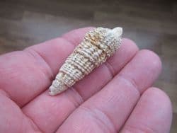 Terebralia bidentata from France