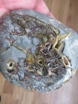 Teredino shipworm!