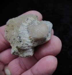 Tetrarhynchia tetraedra from Eype beach