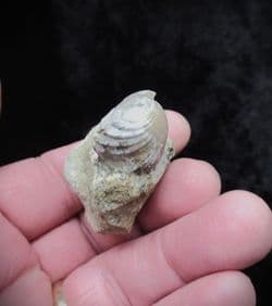 Tetrarhynchia tetraedra from Eype beach