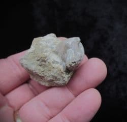 Tetrarhynchia tetraedra from Eype beach