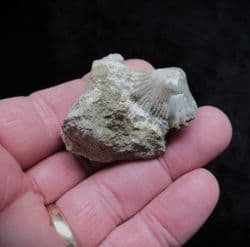 Tetrarhynchia tetraedra from Eype beach