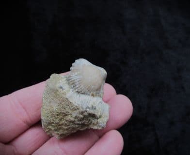 Tetrarhynchia tetraedra from Eype beach