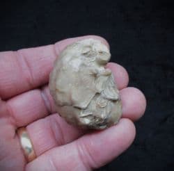 Texigryphaea mucronata from Oklahoma