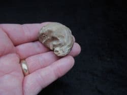 Texigryphaea mucronata from Oklahoma