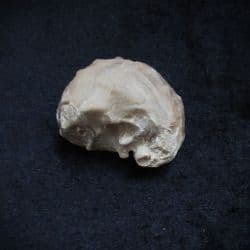 Texigryphaea mucronata from Oklahoma