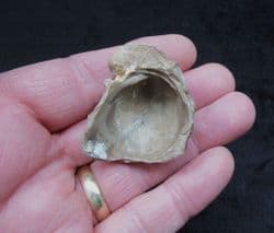 Texigryphaea mucronata from Oklahoma