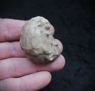 Texigryphaea mucronata from Oklahoma