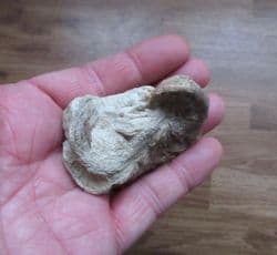 Texigryphaea roemeri 