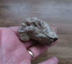 Texigryphaea roemeri 
