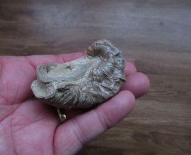Texigryphaea roemeri