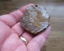 Thalassemys Turtle shell from Faringdon