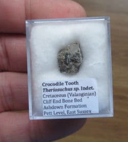 Theriosuchus Crocodile tooth from Sussex
