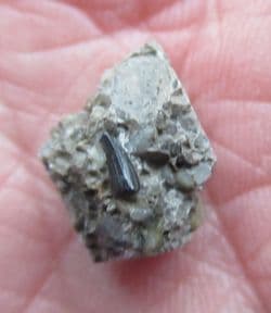 Theriosuchus Crocodile tooth from Sussex