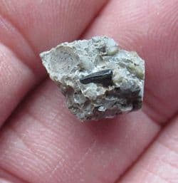 Theriosuchus Crocodile tooth from Sussex