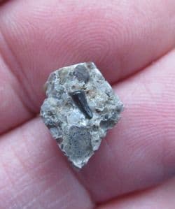 Theriosuchus Crocodile tooth from Sussex
