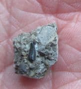 Theriosuchus Crocodile tooth from Sussex