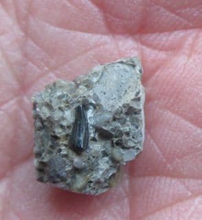 Theriosuchus Crocodile tooth from Sussex