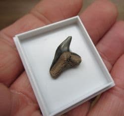 Tiger Shark Tooth Galeocerdo contortus