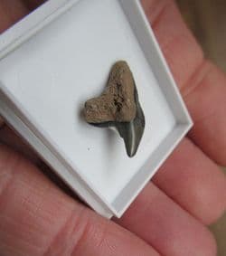 Tiger Shark Tooth Galeocerdo contortus