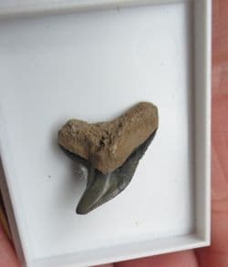 Tiger Shark Tooth Galeocerdo contortus