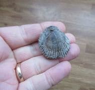 Torquirhynchia  inconstans  (Sowerby 1821)