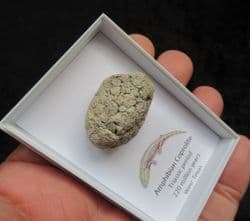 Triassic Amphibian Coprolite