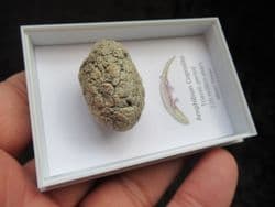 Triassic Amphibian Coprolite