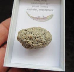 Triassic Amphibian Coprolite