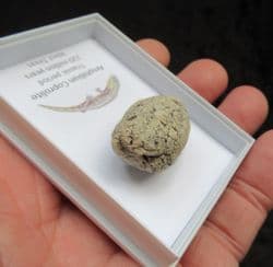 Triassic Amphibian Coprolite