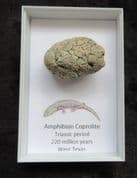 Triassic Amphibian Coprolite