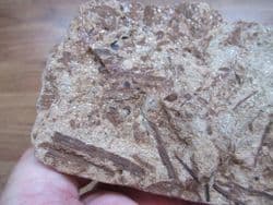 Triassic Conifer Voltzia  heterophylla