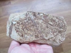 Triassic Conifer Voltzia  heterophylla