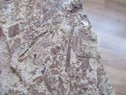 Triassic Conifer Voltzia  heterophylla