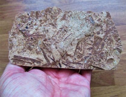 Triassic Conifer Voltzia heterophylla