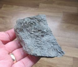 Triassic Crab grazing traces