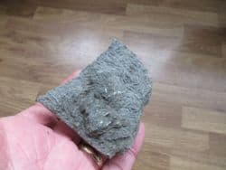 Triassic Crab grazing traces