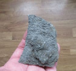 Triassic Crab grazing traces
