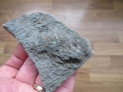 Triassic Crab grazing traces