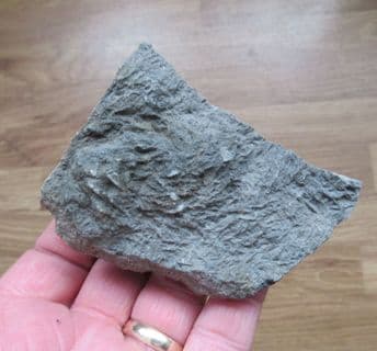 Triassic Crab grazing traces