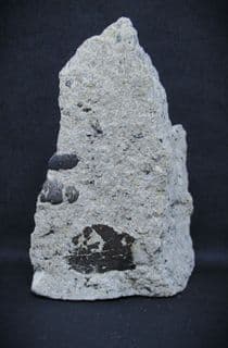 Triassic pellet coprolites
