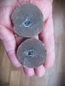 Trigonocarpus "seed pod"