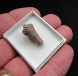Trimerorhachis  Insignis