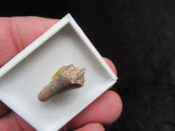 Trimerorhachis  Insignis
