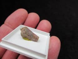Trimerorhachis  Insignis